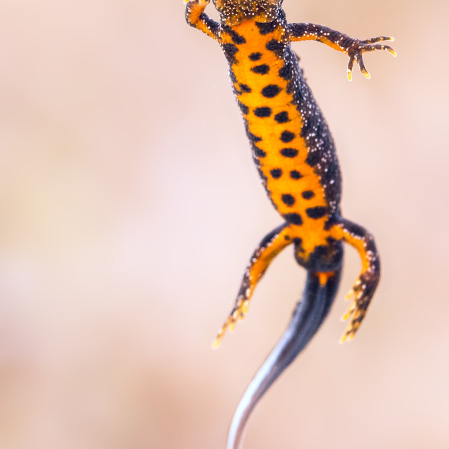 "Great crested newt" by Tiberiu Sahlean - $6.21 "Great crested newt" stock image