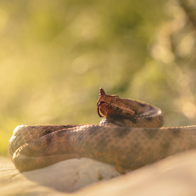 "Vipera ammodytes" by Tiberiu Sahlean - $6.14 "Vipera ammodytes" stock image