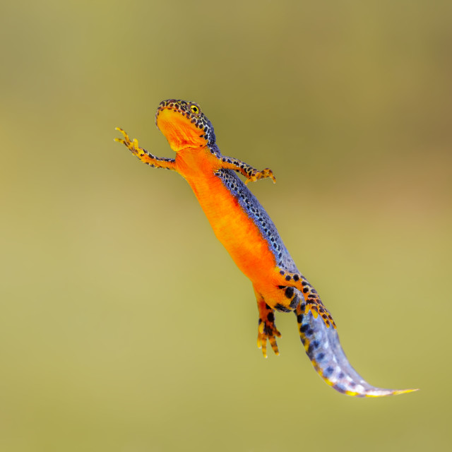 "Ichthyosaura alpestris" by Tiberiu Sahlean - $3.72 "Ichthyosaura alpestris" stock image