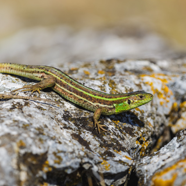 "Lacerta diplochondrodes dobrogica" by Tiberiu Sahlean - $3.68 "Lacerta diplochondrodes dobrogica" stock image