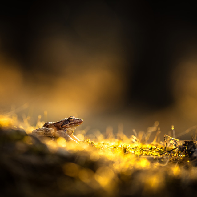 "A frog in the dark" by Tiberiu Sahlean - $6.21 "A frog in the dark" stock image