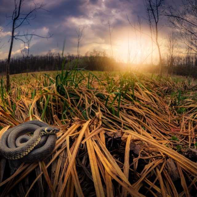 "Natrix natrix" by Tiberiu Sahlean - $3.68 "Natrix natrix" stock image