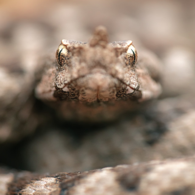 "Vipera ammodytes montandoni" by Tiberiu Sahlean - $3.68 "Vipera ammodytes montandoni" stock image