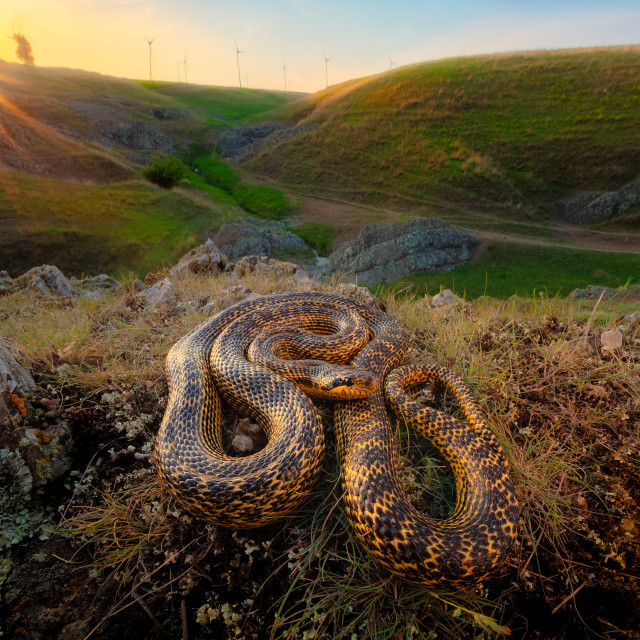 "Blotched snake" by Tiberiu Sahlean - $3.68 "Blotched snake" stock image