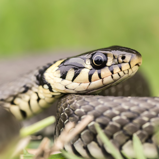 "Grass snake" by Tiberiu Sahlean - $3.68 "Grass snake" stock image
