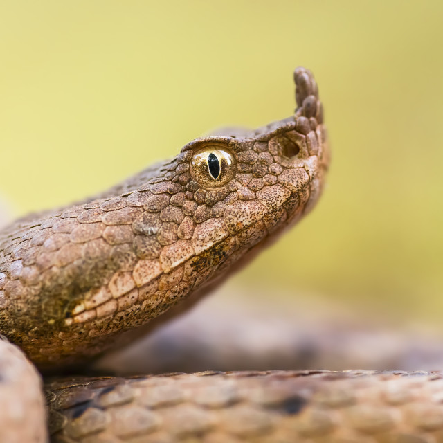 "Nose-horned viper" by Tiberiu Sahlean - $3.68 "Nose-horned viper" stock image