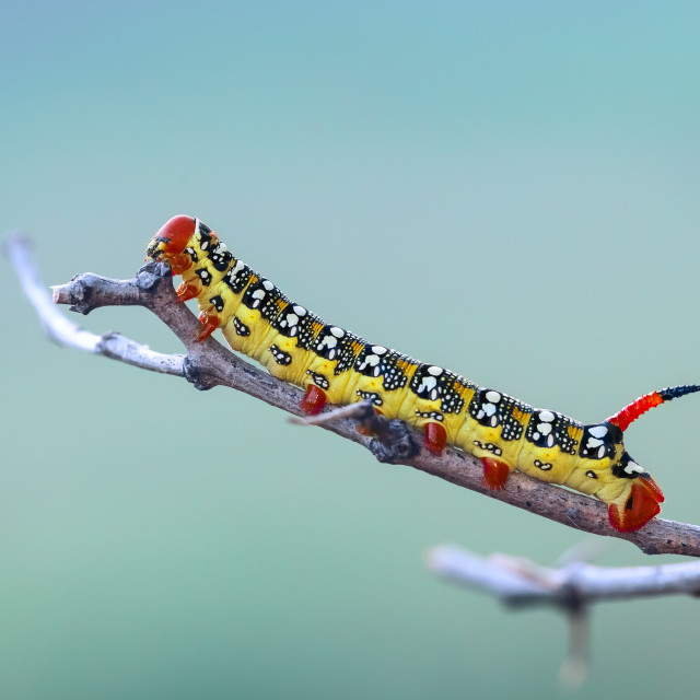 "Spurge hawk-moth caterpillar" by Tiberiu Sahlean - $6.21 "Spurge hawk-moth caterpillar" stock image