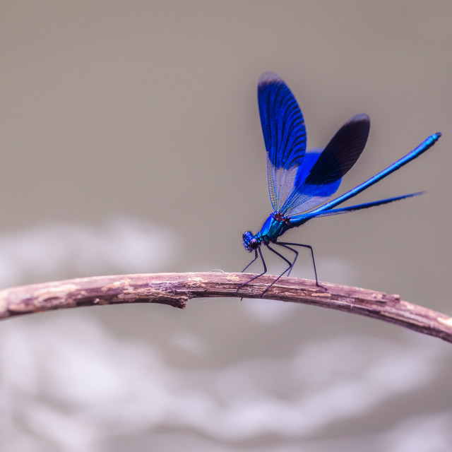 "Calopteryx splendens" by Tiberiu Sahlean - $3.72 "Calopteryx splendens" stock image