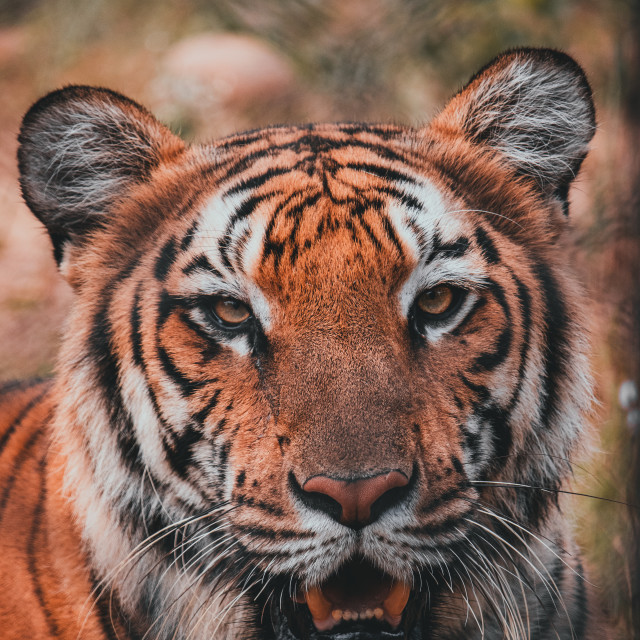 "Portrait of a Tiger" stock image