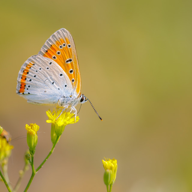 "Lycaena dispar" by Tiberiu Sahlean - $3.72 "Lycaena dispar" stock image