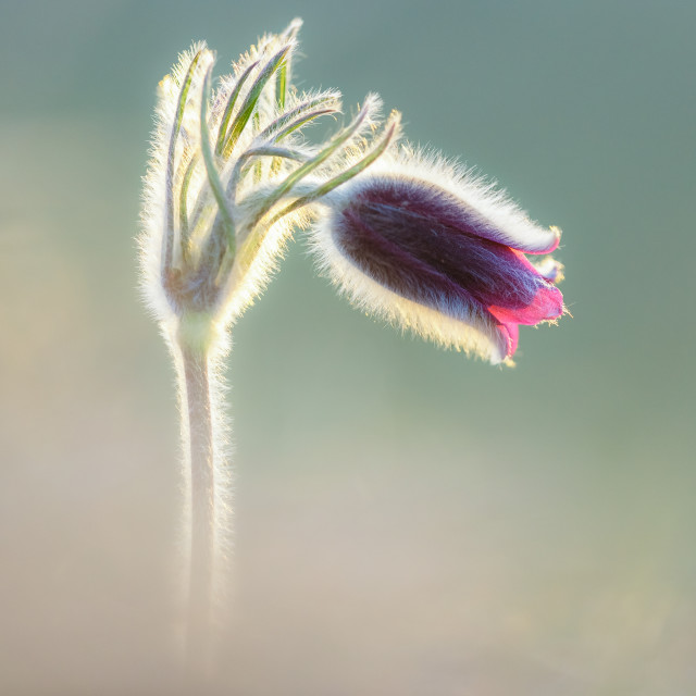 "Fragile messenger" by Tiberiu Sahlean - £5.00 "Fragile messenger" stock image