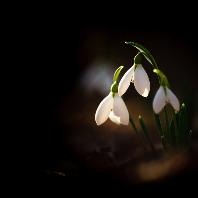 "Greater snowdrop" by Tiberiu Sahlean - £5.00 "Greater snowdrop" stock image