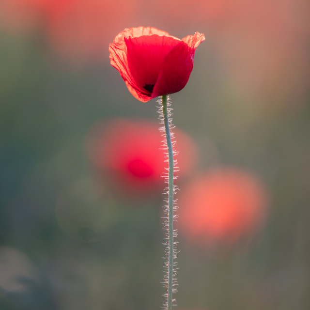 "Poppy flower" by Tiberiu Sahlean - £3.00 "Poppy flower" stock image