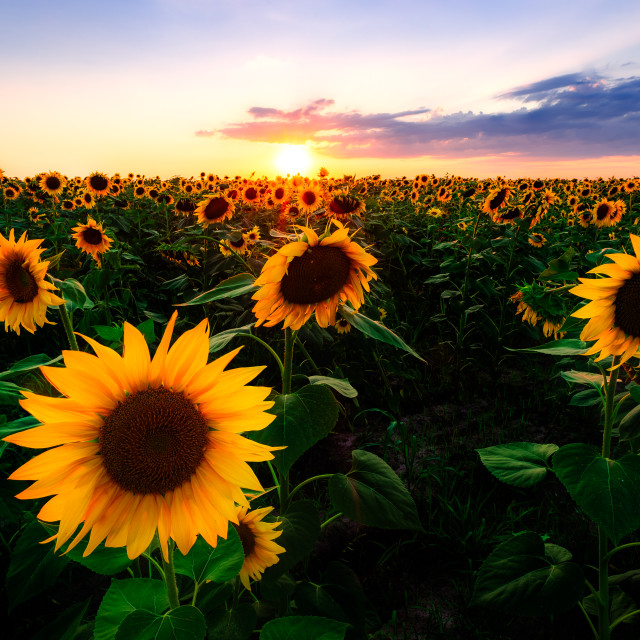 "Sunflowers" by Tiberiu Sahlean - $3.72 "Sunflowers" stock image