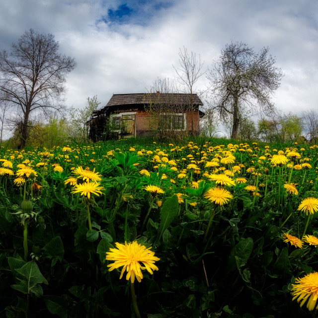 "New life" by Tiberiu Sahlean - $3.72 "New life" stock image