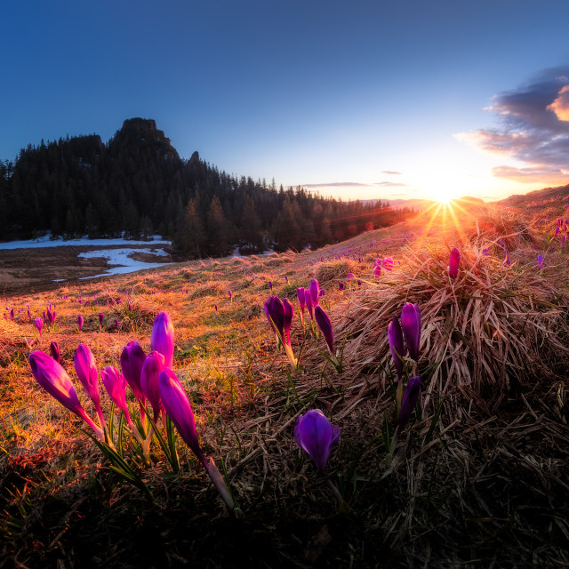 "Crocuses in the sunset" by Tiberiu Sahlean - $3.72 "Crocuses in the sunset" stock image
