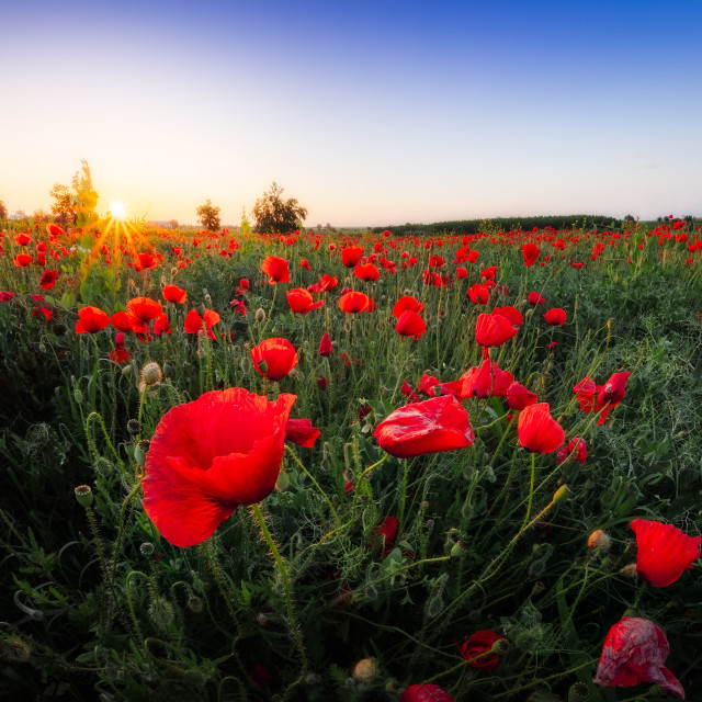 "Poppy field" by Tiberiu Sahlean - $3.72 "Poppy field" stock image
