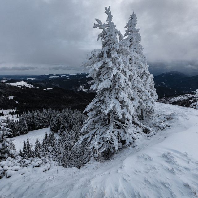 "Snow storm" by Tiberiu Sahlean - $6.21 "Snow storm" stock image