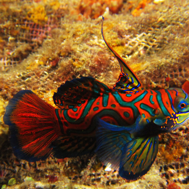 "Mandarin Fish 1" stock image