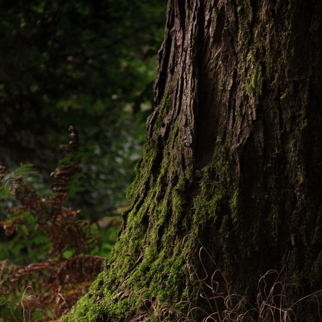 "Twilight Wood" stock image