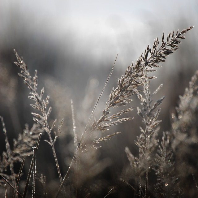 "Winter Frost" stock image