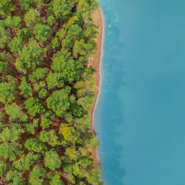 "Tree Tops" stock image