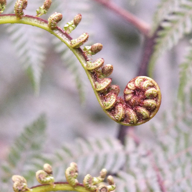 Fern - Koru - License, download or print for £ | Photos | Picfair