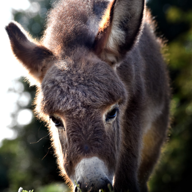 "Noble Steed" stock image