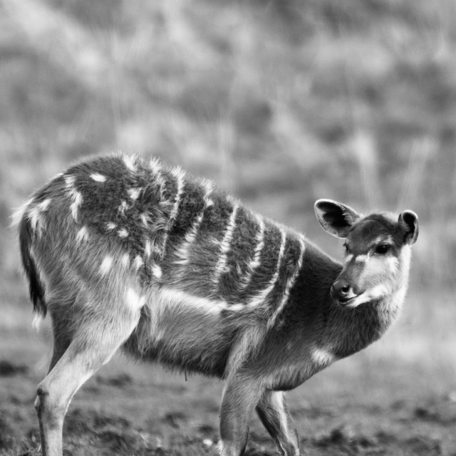 "Sitatunga (Antelope)" stock image