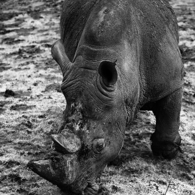 "White Rhino" stock image