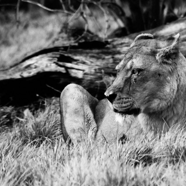 "Queen of the savanna" stock image