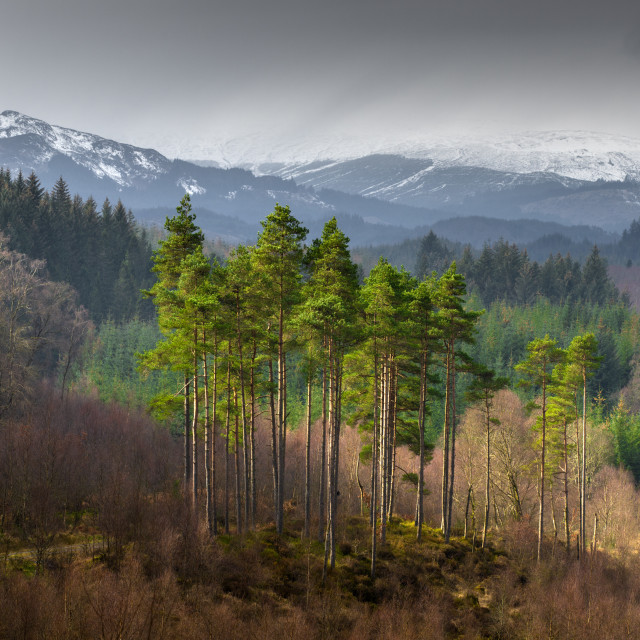 "Scots Pines in the Loch Ard Forest" stock image