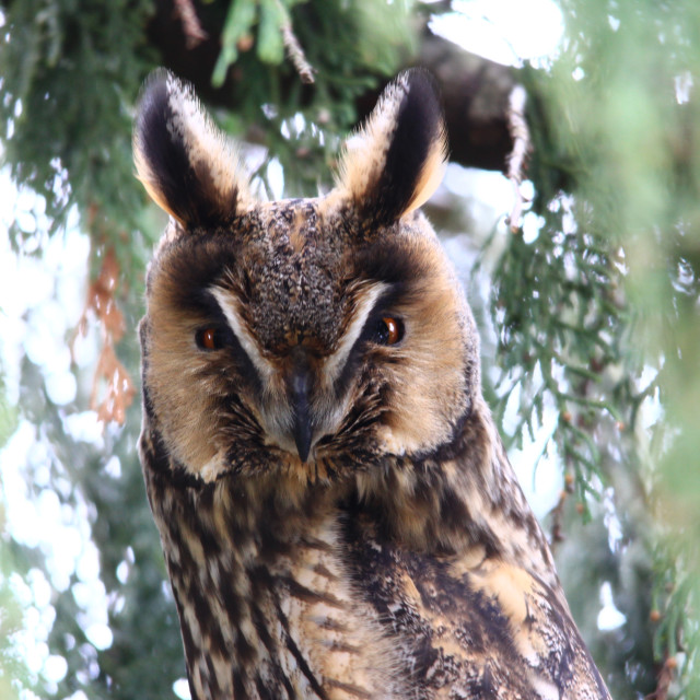 "Long-eared owl" stock image