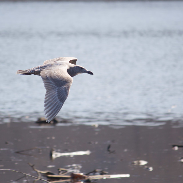 "Seagull gliding across beach" stock image