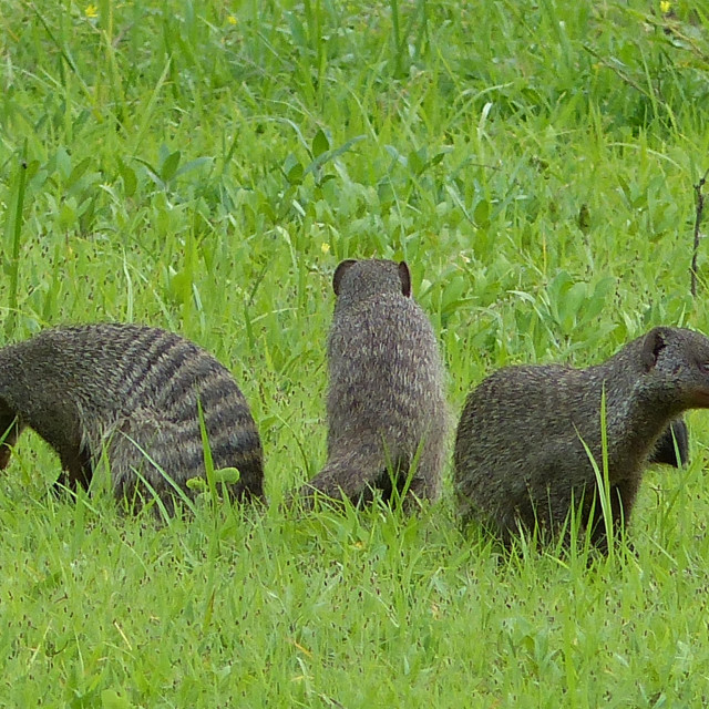 "Banded mongooses." stock image