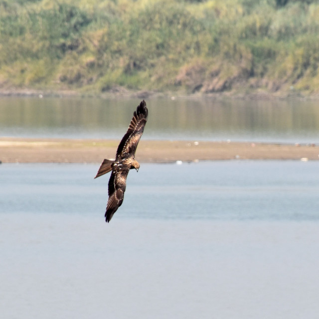 "Fish eagle, Myanmar" stock image