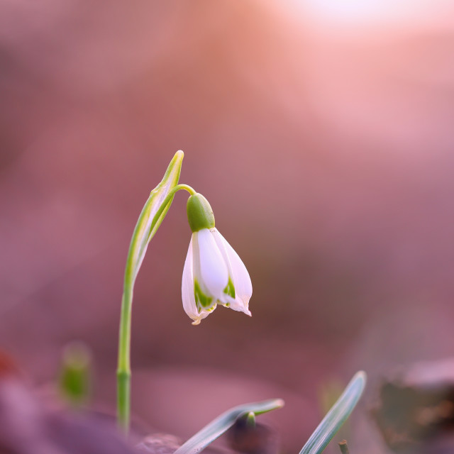 "Single snowdrop growing in spring forest at sunrise with copy space" stock image