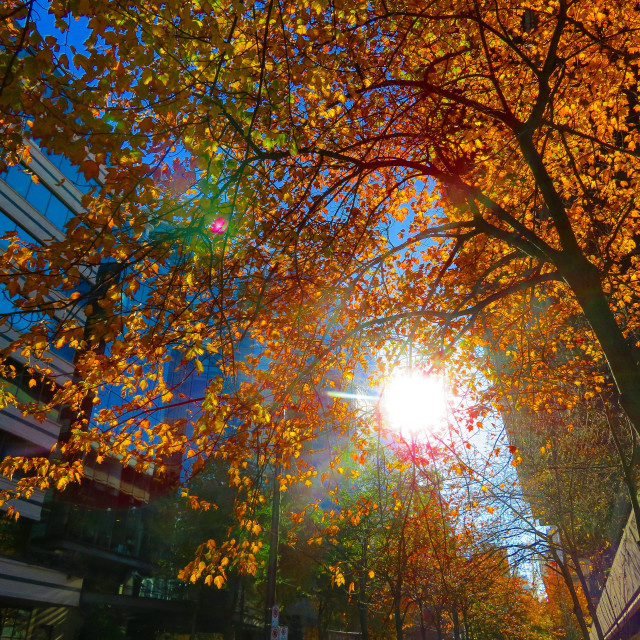 "Fall in Vancouver, British Columbia" stock image