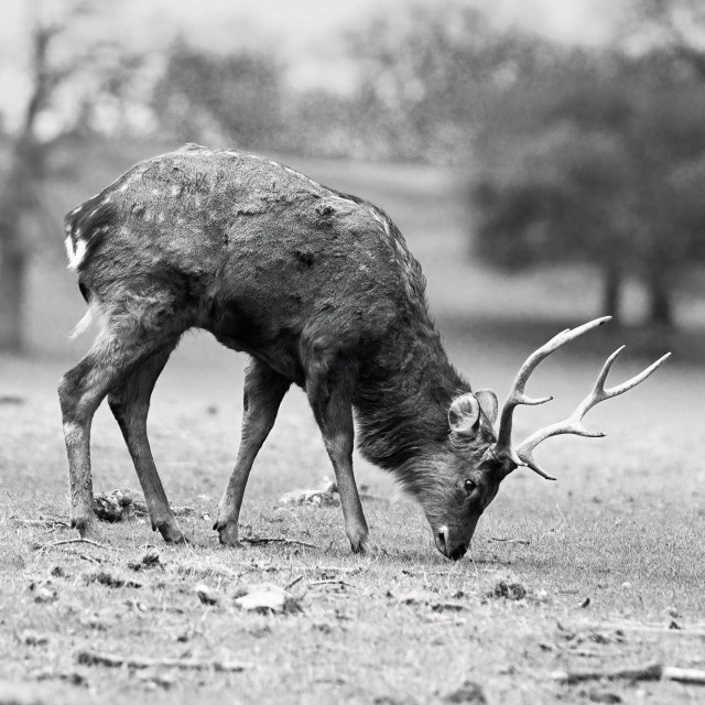 "Grazing Away" stock image