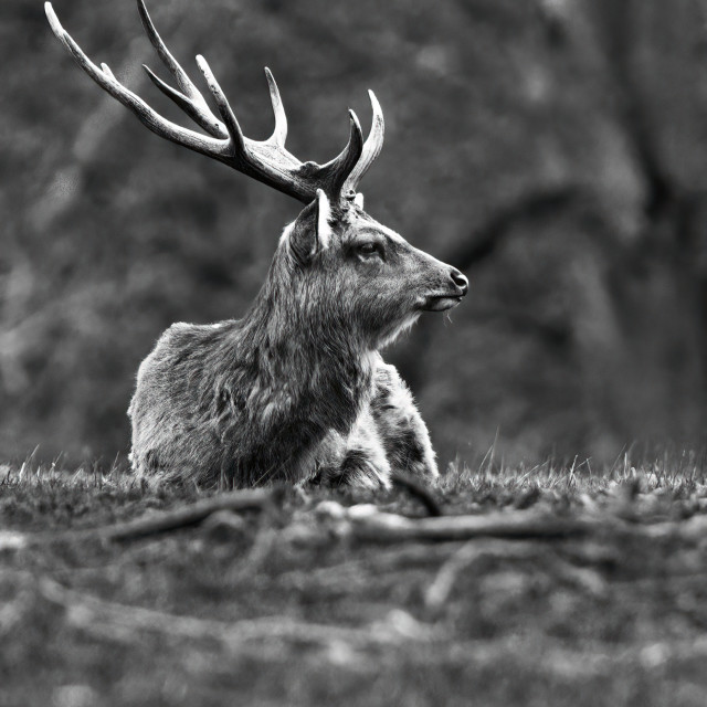 "Deer on the crest of a hill" stock image