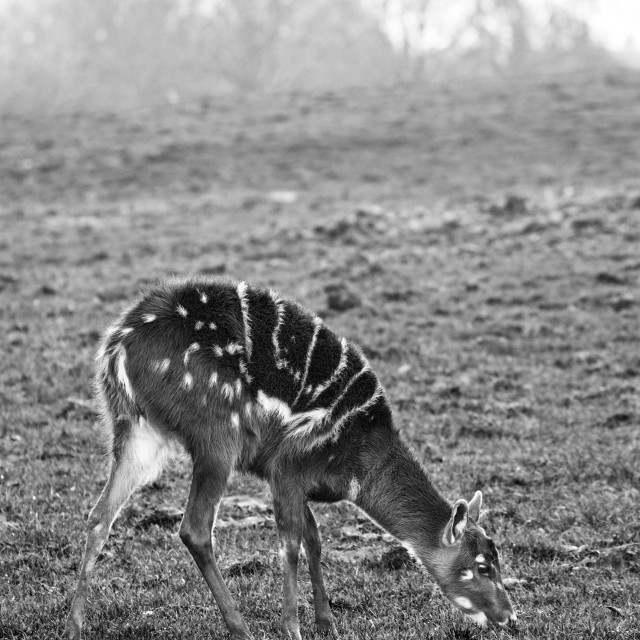 "Sitatunga Grazing" stock image