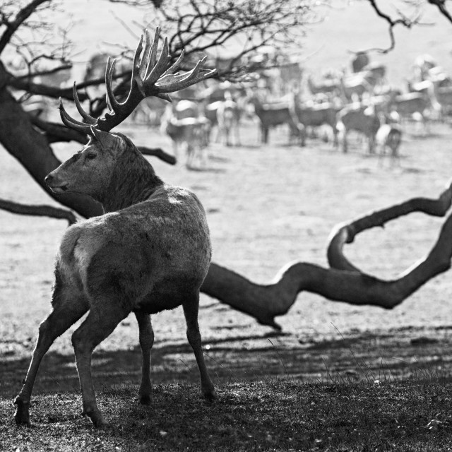 "Before the Herd" stock image