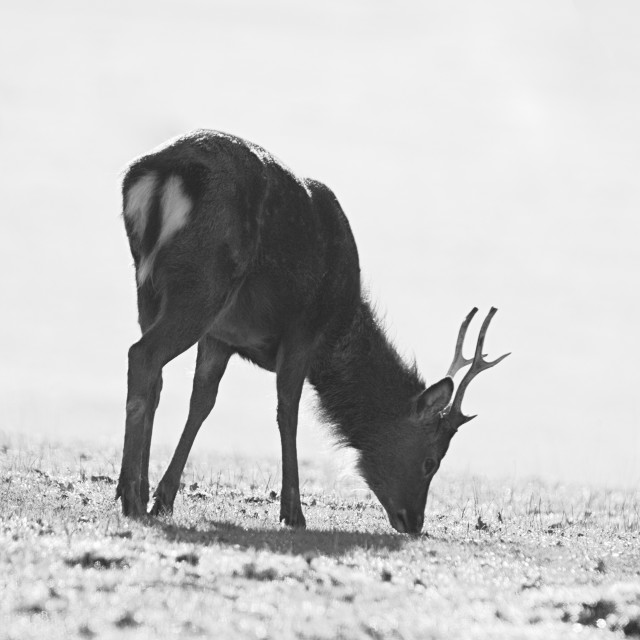 "Sika Deer Grazing" stock image