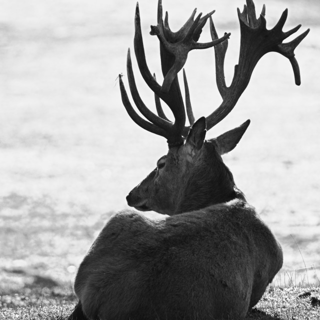 "Resting Red Deer" stock image