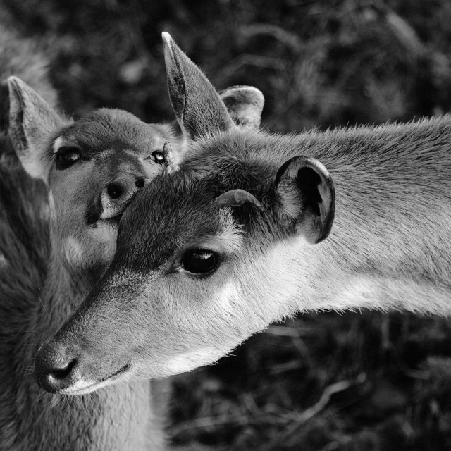 "Sitatunga calf and its mum" stock image