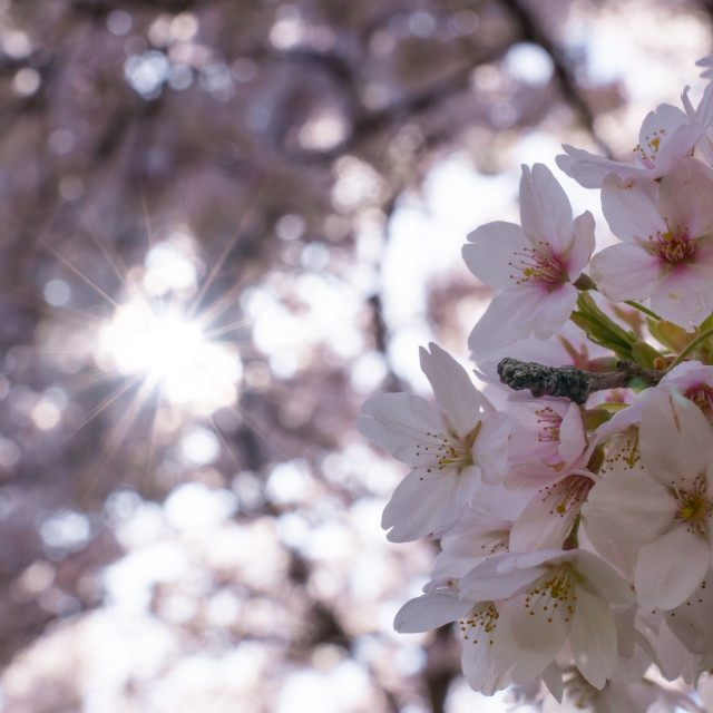 "Cherry Blossom 2" by Charley Vision - $5.02 "Cherry Blossom 2" stock image