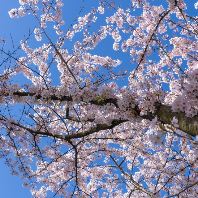 "Cherry Blossom 3" by Charley Vision - $5.02 "Cherry Blossom 3" stock image