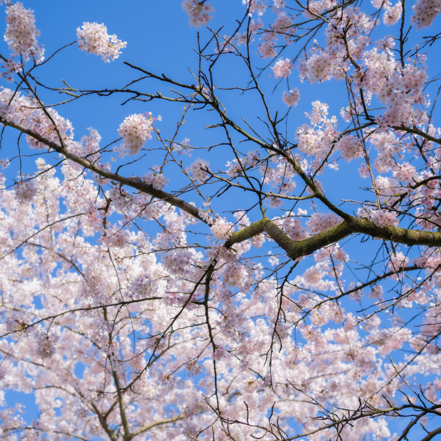 "Cherry Blossom 4" by Charley Vision - $5.02 "Cherry Blossom 4" stock image
