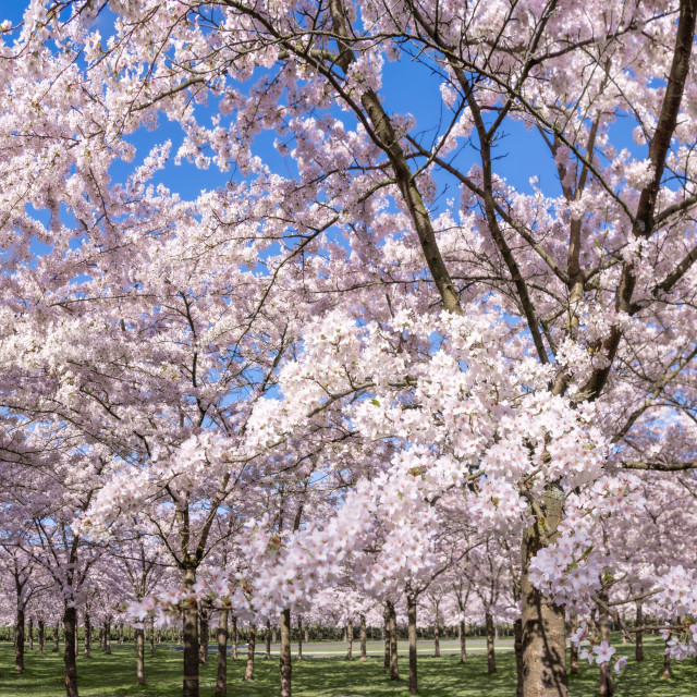 "Cherry Blossom Panorama 3" by Charley Vision - $6.10 "Cherry Blossom Panorama 3" stock image