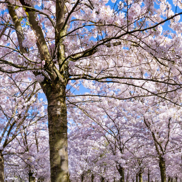 "Cherry Blossom Panorama 1" by Charley Vision - $6.10 "Cherry Blossom Panorama 1" stock image